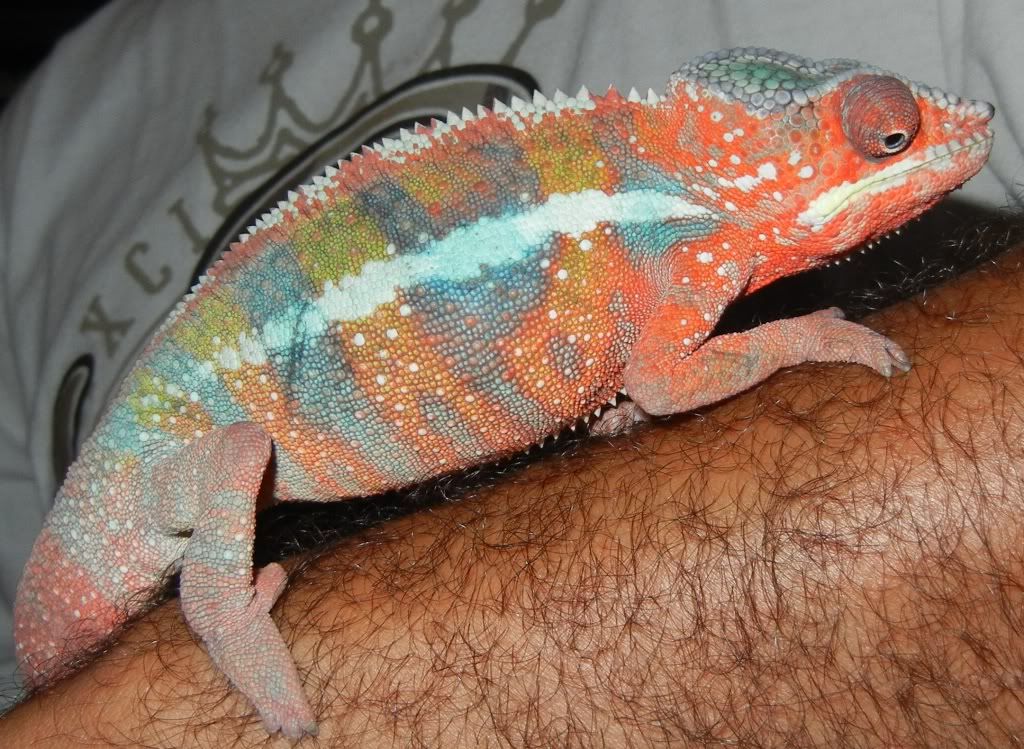 Cham.jpg