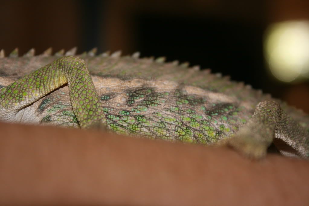 IMG_2793.jpg