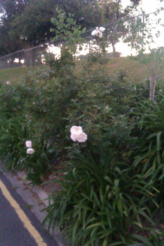 IMAG0637.jpg