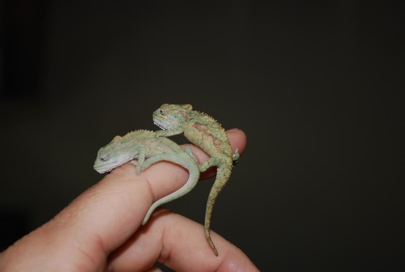 DSC_0092.jpg