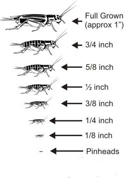 GCF_cricket_size_chart_01.jpg