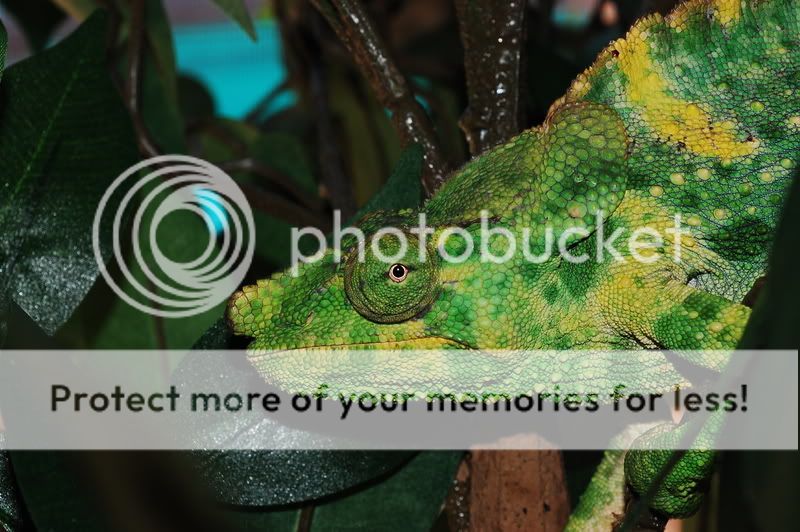 MyChameleons206.jpg