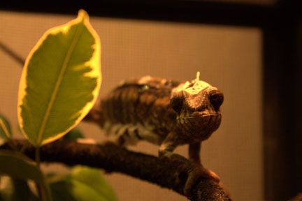 venus-shedding.jpg