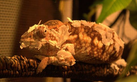 venus-shedding4.jpg