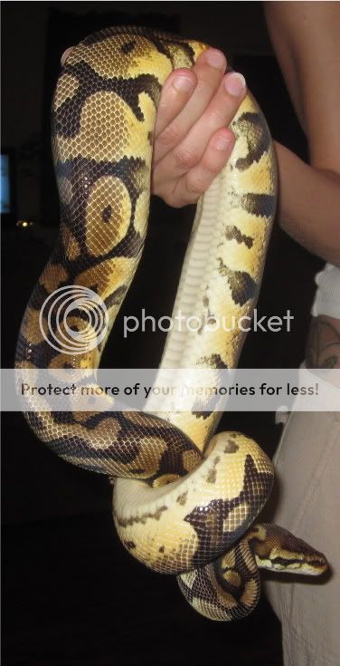 Reptiles004-1-1.jpg