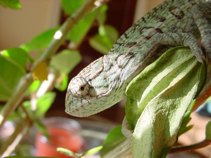 latsandskinks10-20-08072.jpg