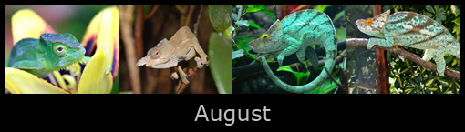 8augc.jpg