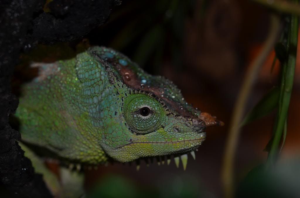 DSC_0077.jpg