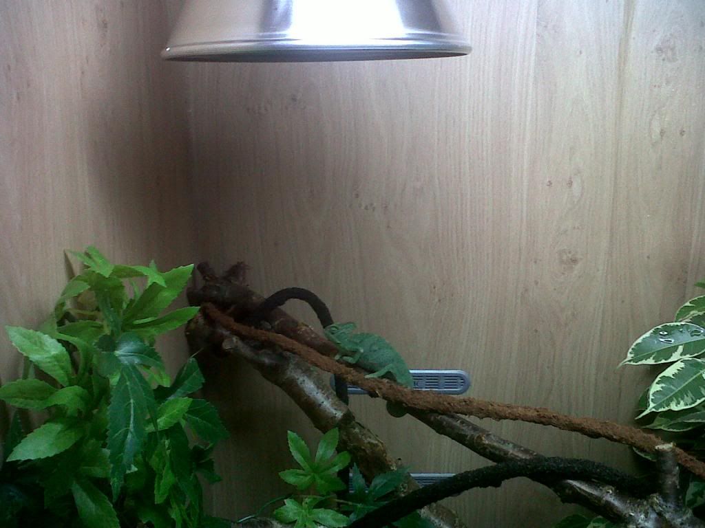 vivheatlamp_zpsf91c446d.jpg