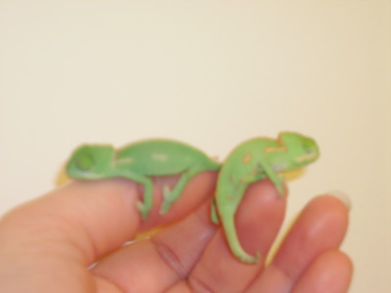 PICT0595.jpg
