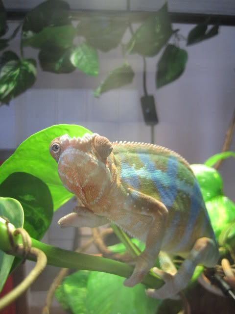 Chameleon008.jpg