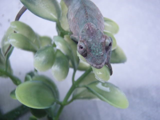 MyChameleons169.jpg