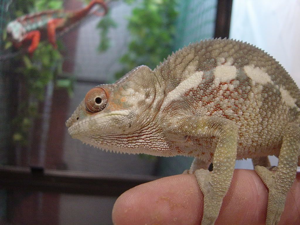 DSC00064-1.jpg
