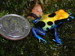 9-30-08dartfrogs013-3.jpg