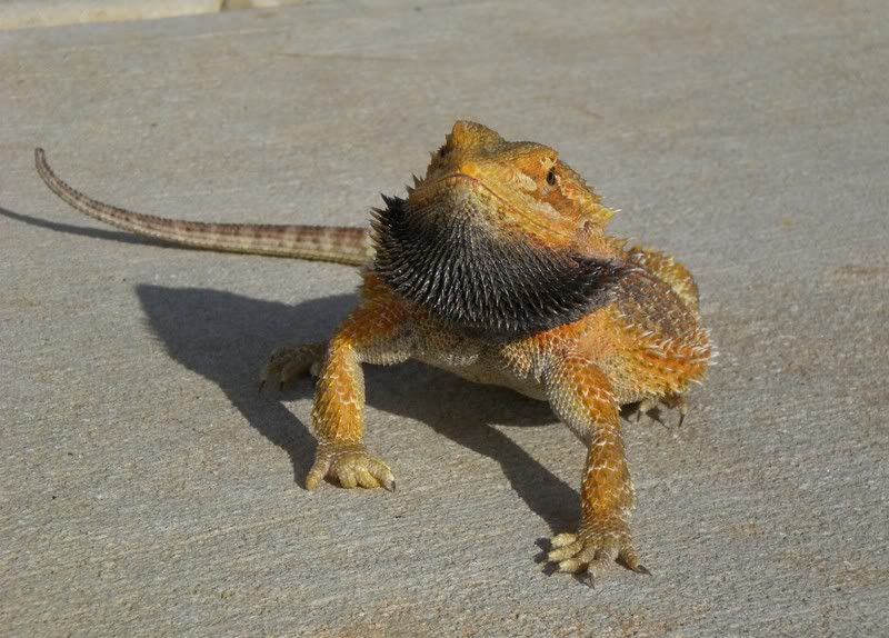 RexMAD009.jpg