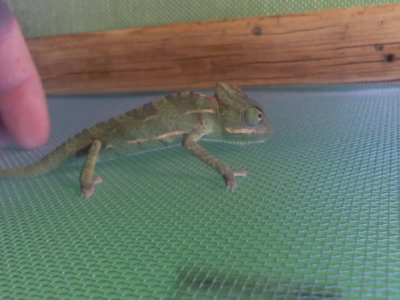 chameleon2.jpg