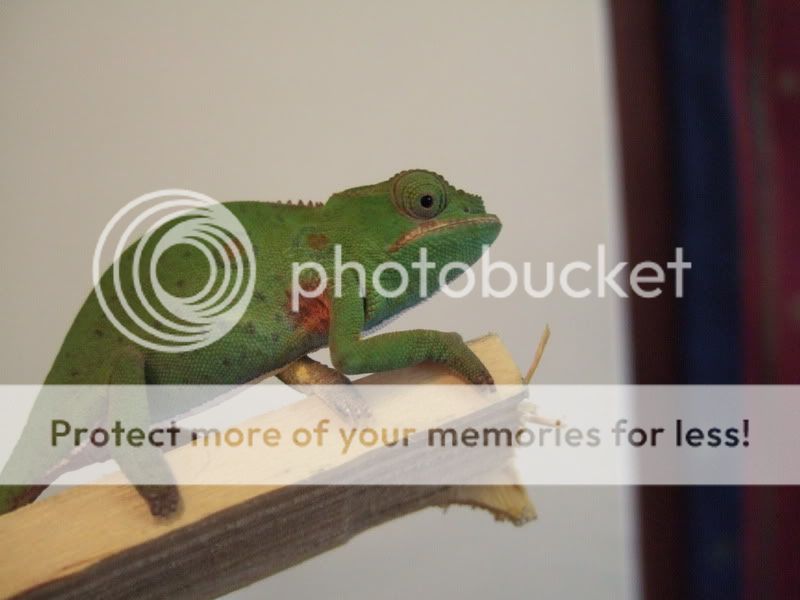 DSCF4942.jpg