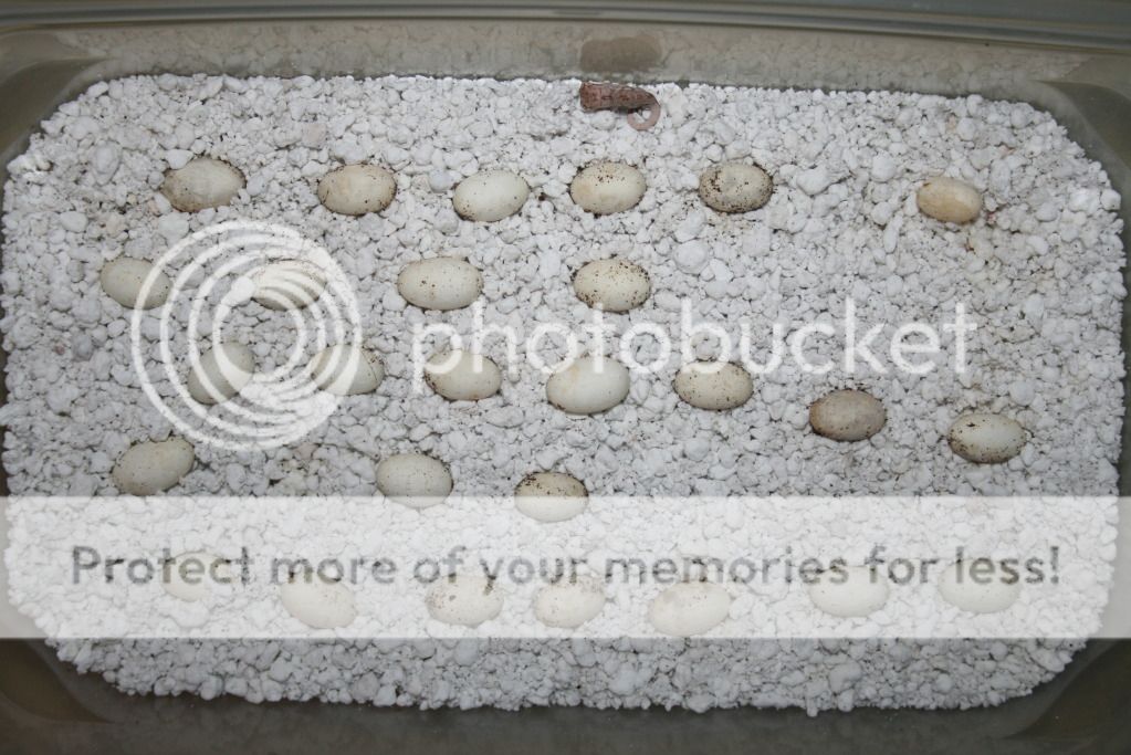 morefalybabies003.jpg