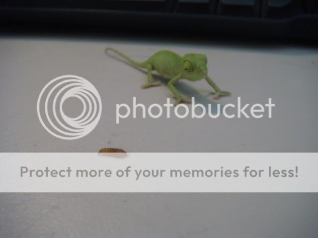 DSC03980.jpg
