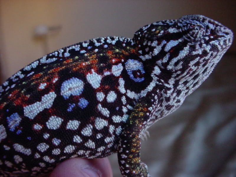chameleonsonly021.jpg