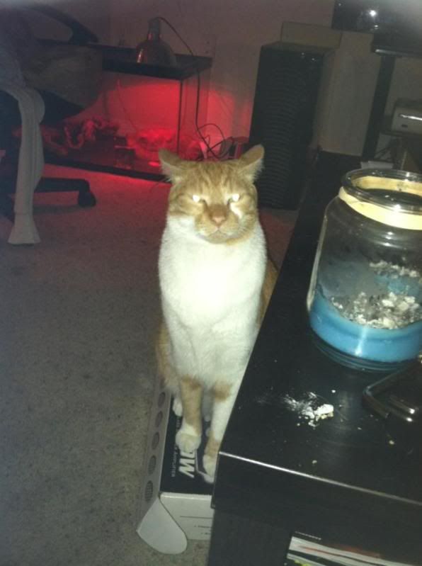 meanbood.jpg