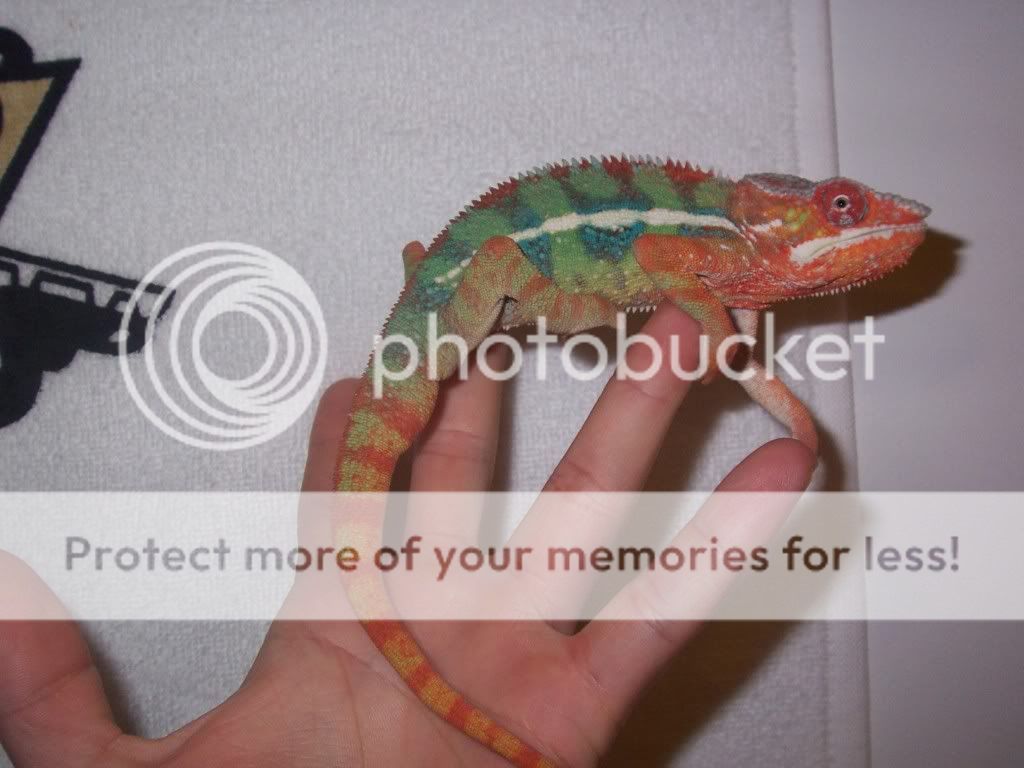 Chameleon2.jpg