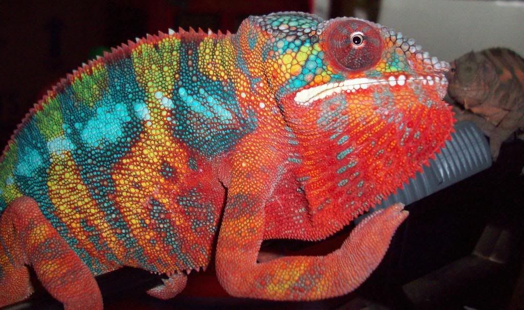 ambilobe4.jpg