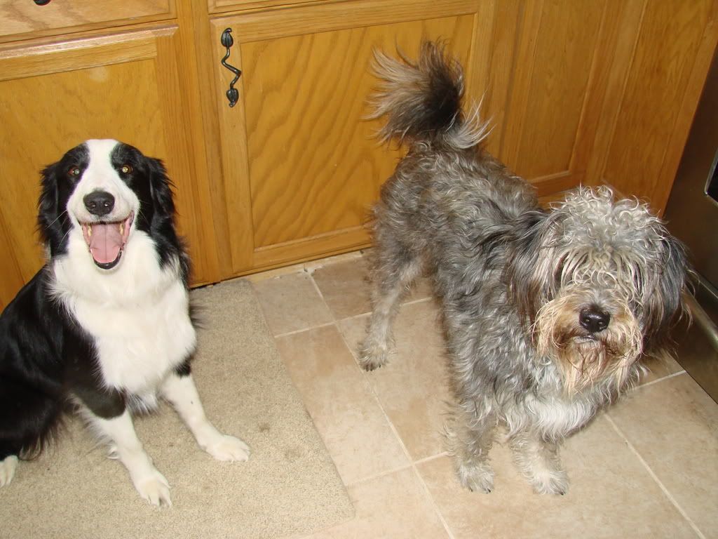 mypets013.jpg