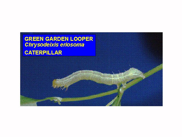 c_erios1.jpg