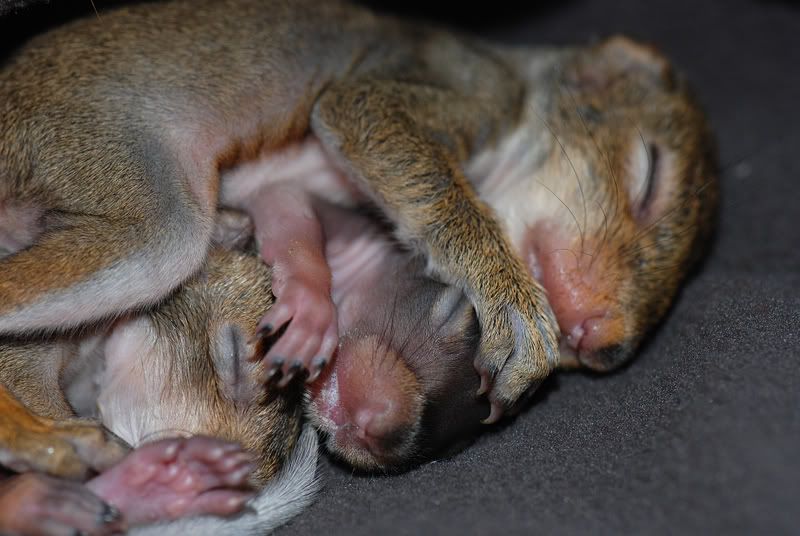 squirrel8.jpg