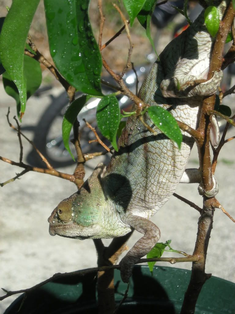 Montium021.jpg