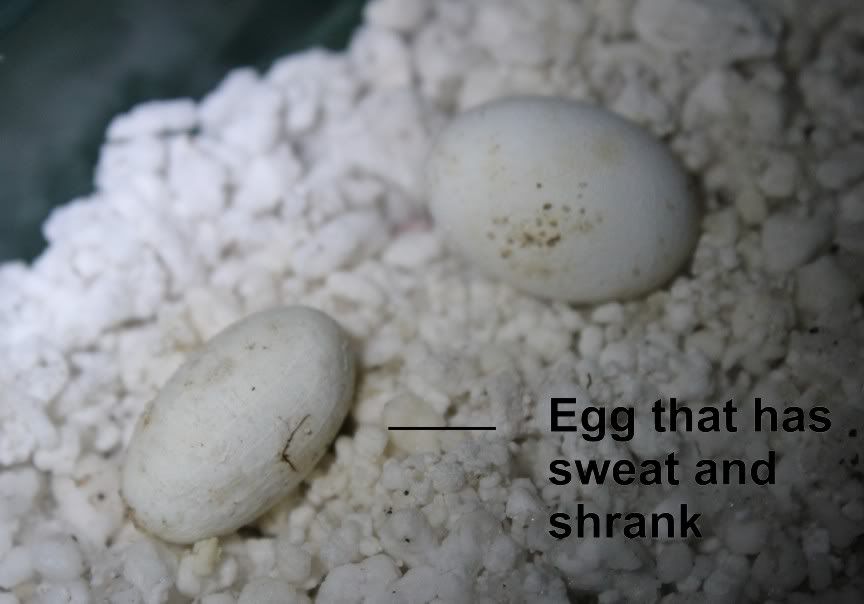 egg5.jpg