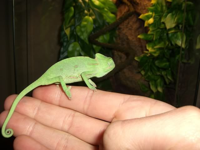 Chameleon119.jpg