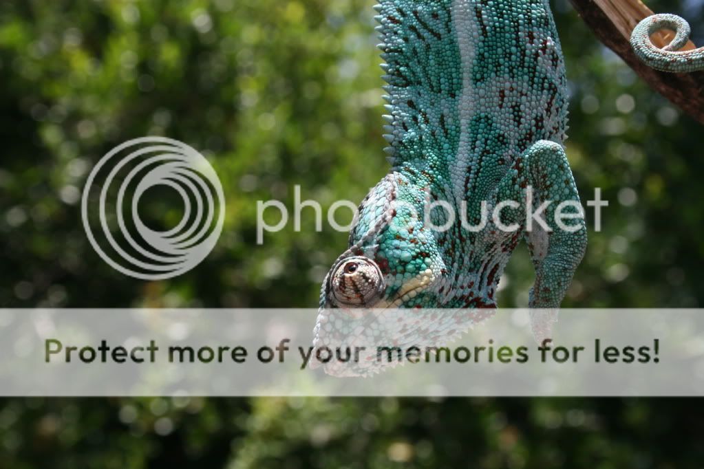 eospics9-19-09020-1.jpg