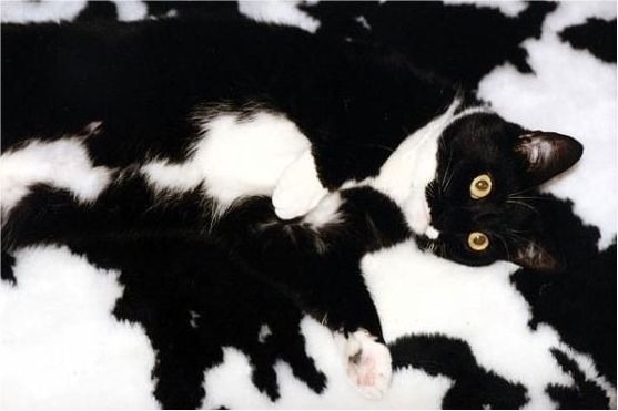tumblr_md8gr1pEUI1qzx3jto1_1280.jpg