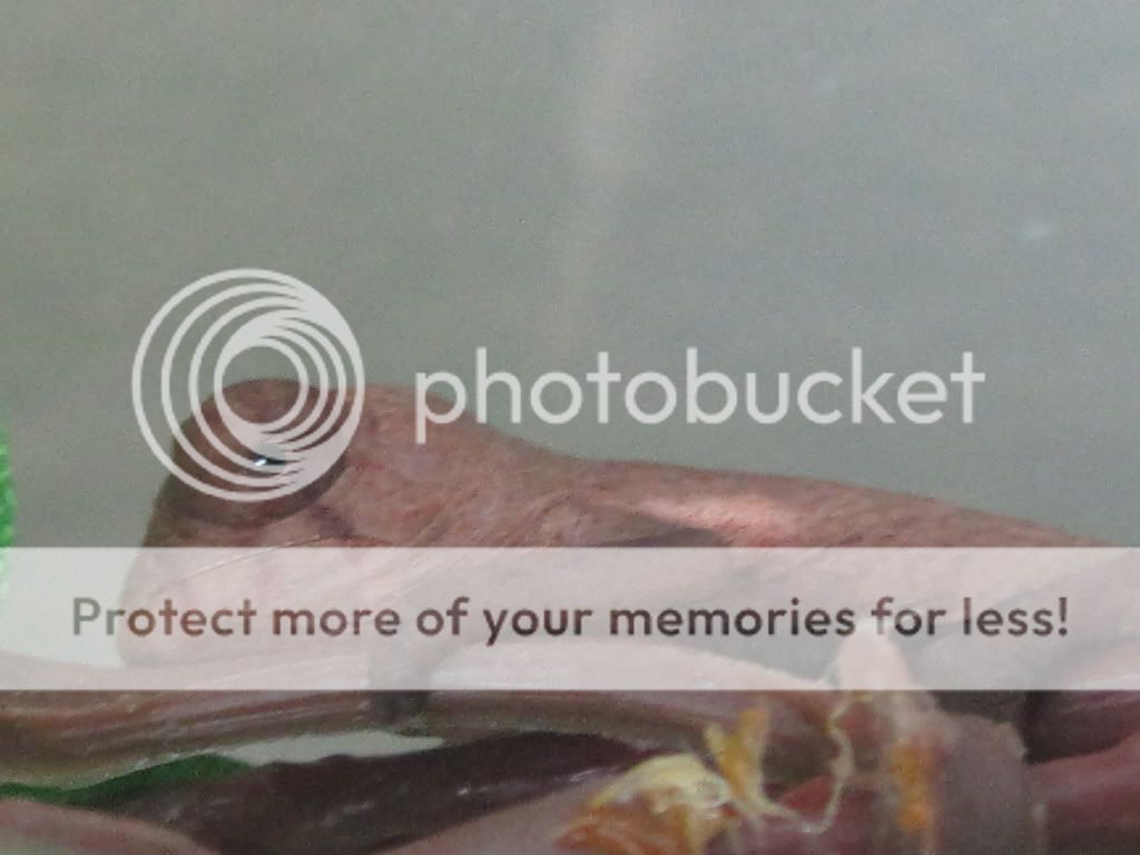 ambanjababypics014.jpg