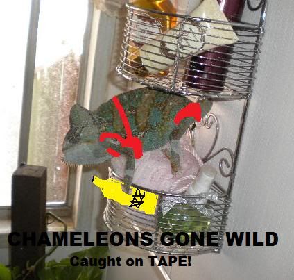 Chameleons.jpg