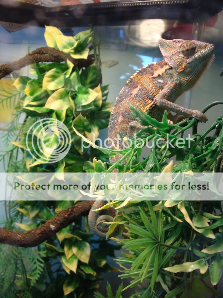 Copyofcamerapictures030.jpg
