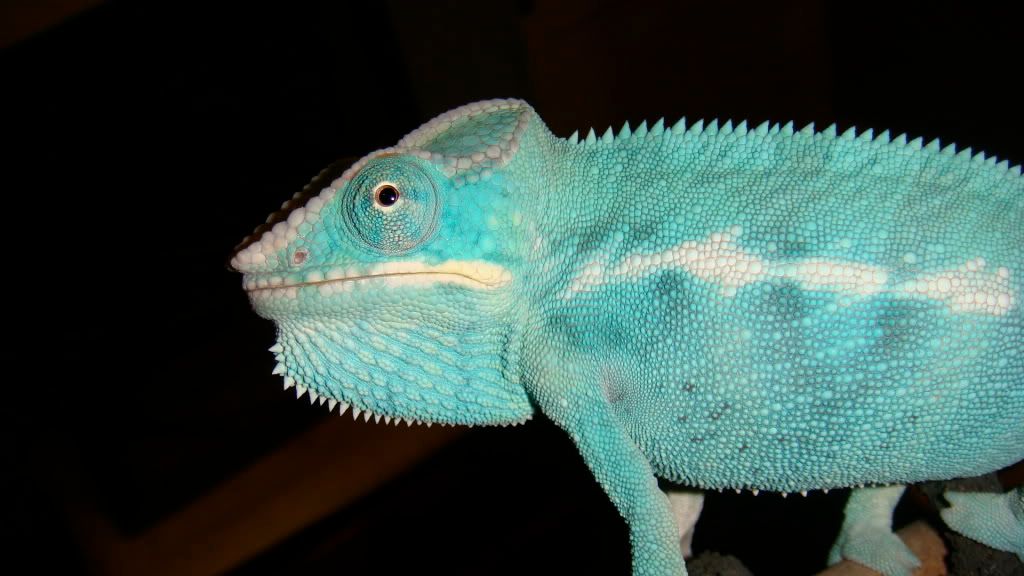 DSC02011.jpg