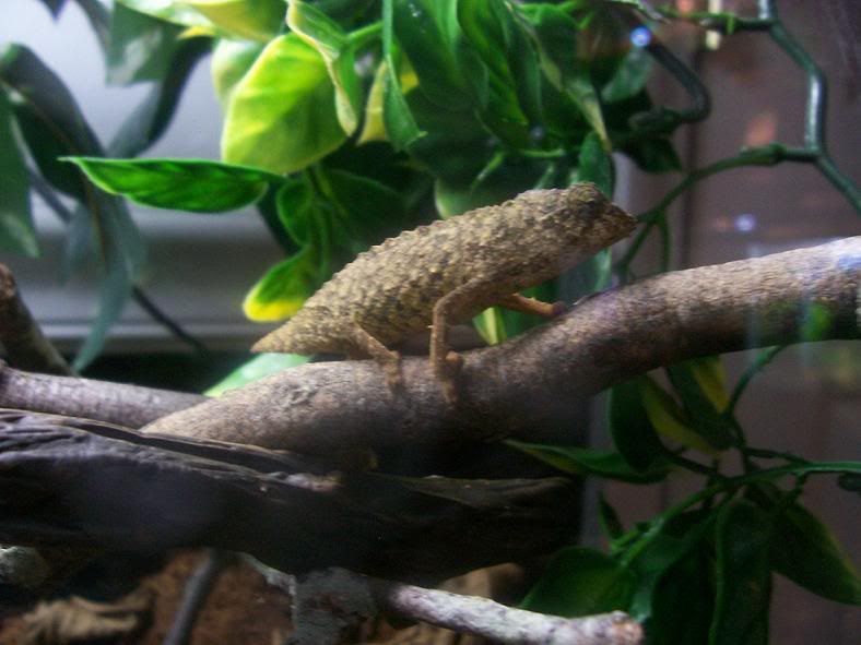 reptar.jpg