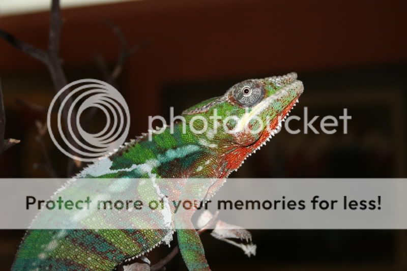 IMG_8017.jpg