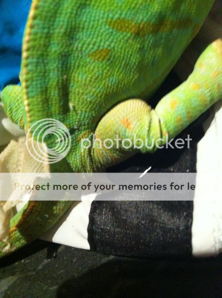 chameleon2.jpg