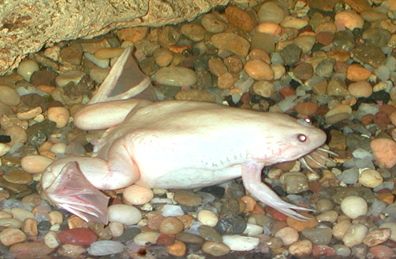 Xenopus.jpg