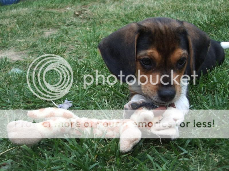 dogs003.jpg