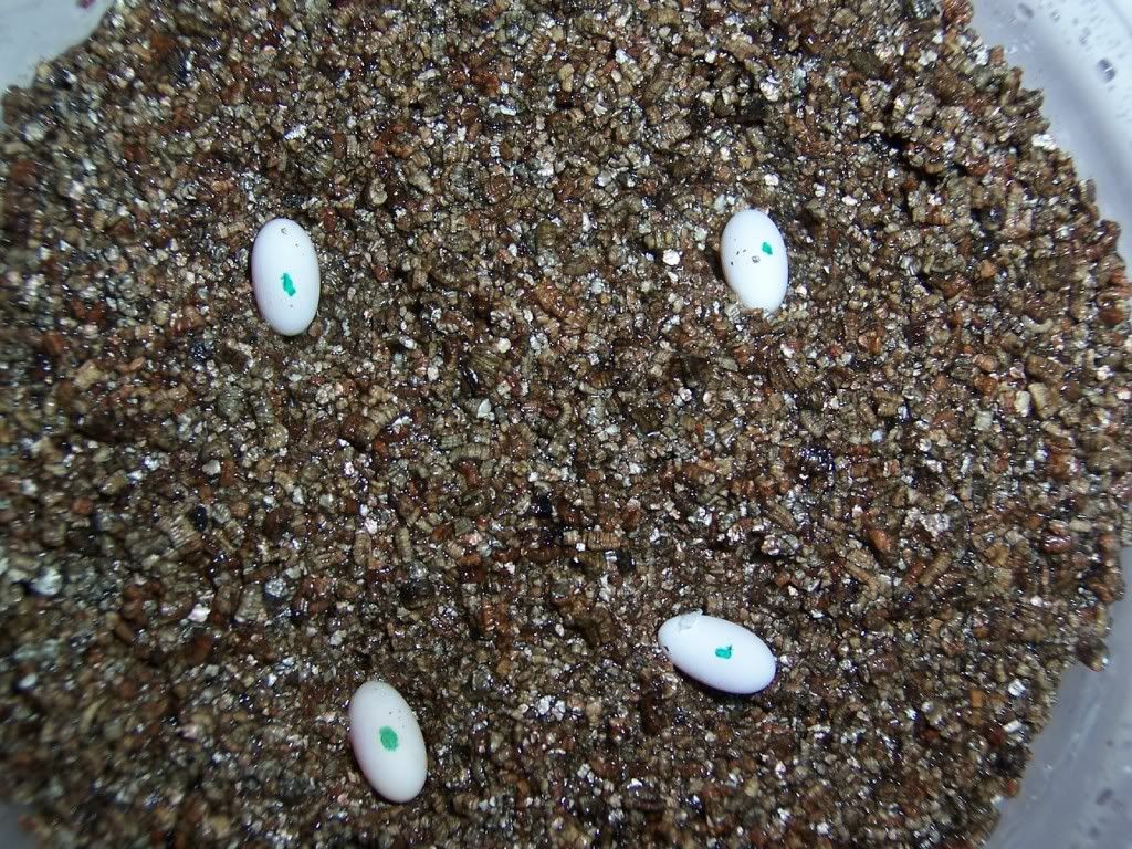 eggs.jpg