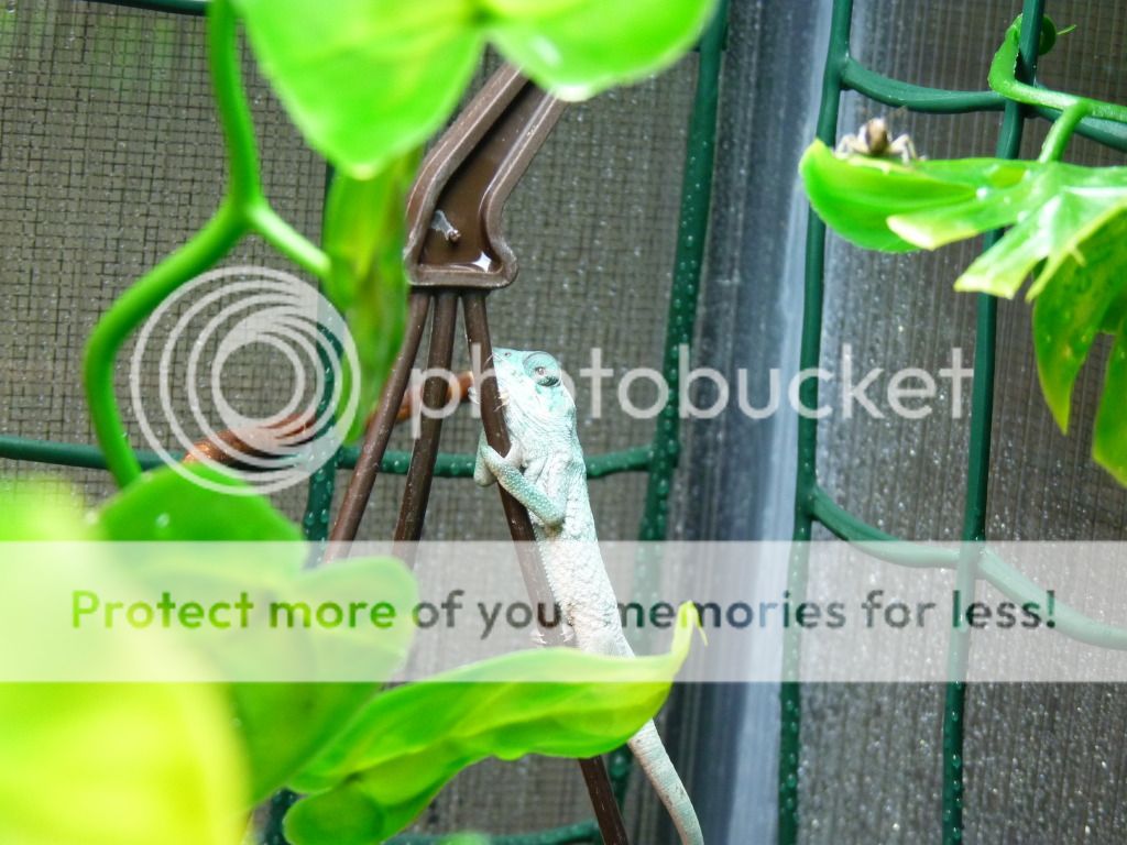 Chameleons026.jpg