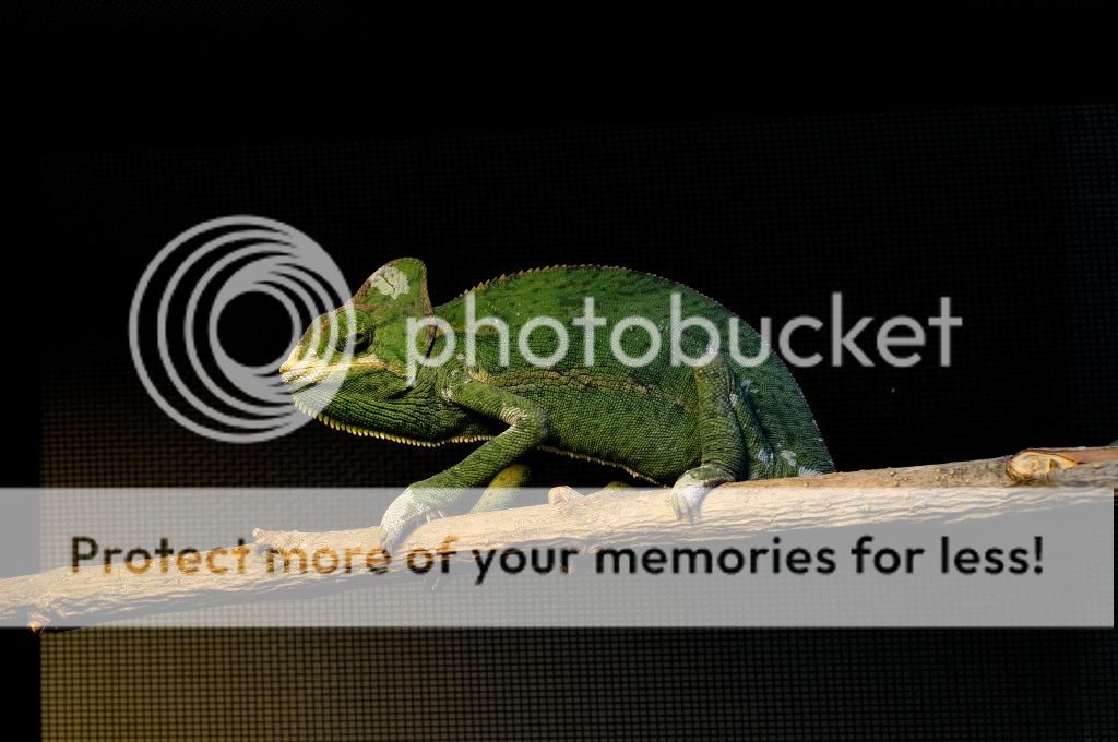animals6-19-2014114_zpse02dee70.jpg