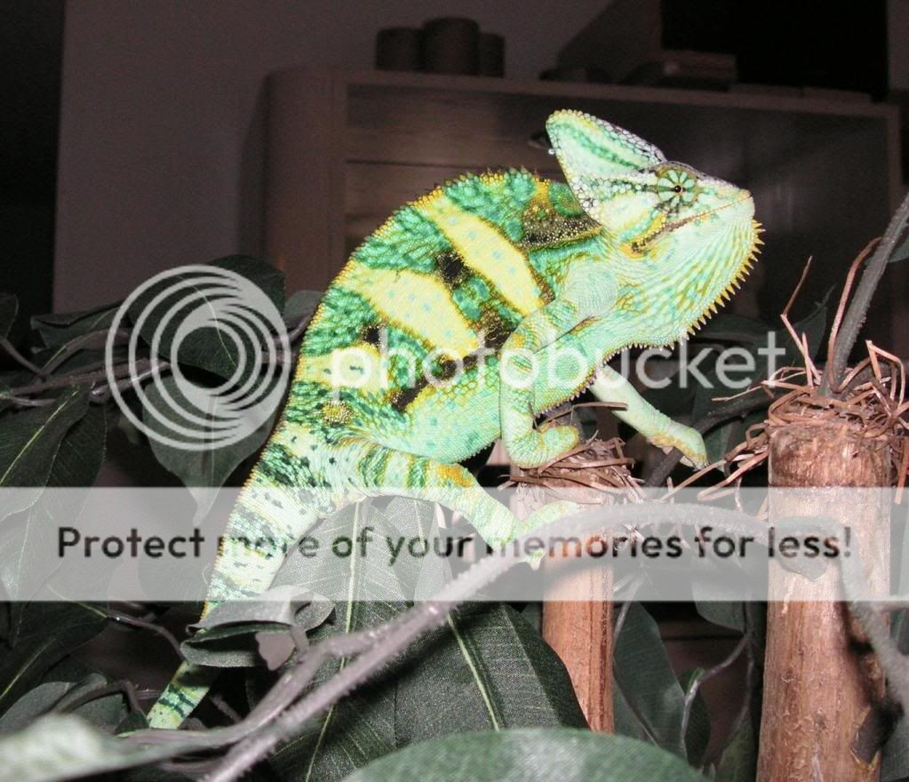 Dracoposingontree.jpg