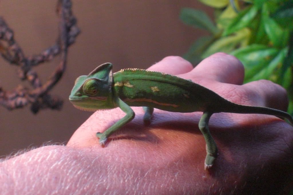 Lizard017.jpg