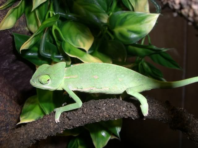 Chameleon121.jpg